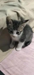 Isqueirinho