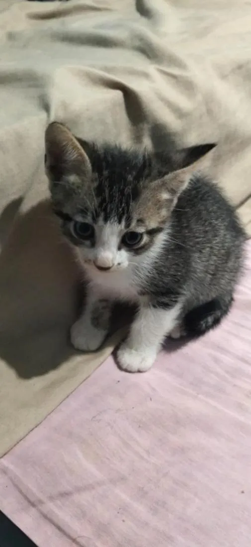 Gato raça SRD-ViraLata idade 2 a 6 meses nome Isqueirinho