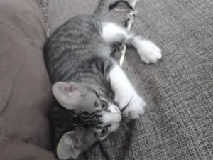 Gato raça SRD-ViraLata idade 2 a 6 meses nome Isqueirinho