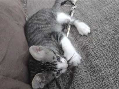 Gato raça SRD-ViraLata idade 2 a 6 meses nome Isqueirinho