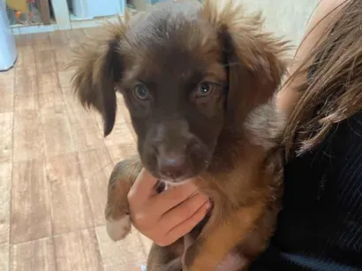 Cachorro raça SRD-ViraLata idade 2 a 6 meses nome Lily