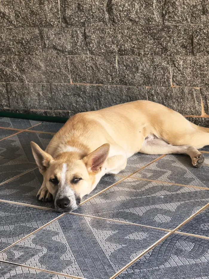 Cachorro raça SRD-ViraLata idade 7 a 11 meses nome Cachorrinho Dócil