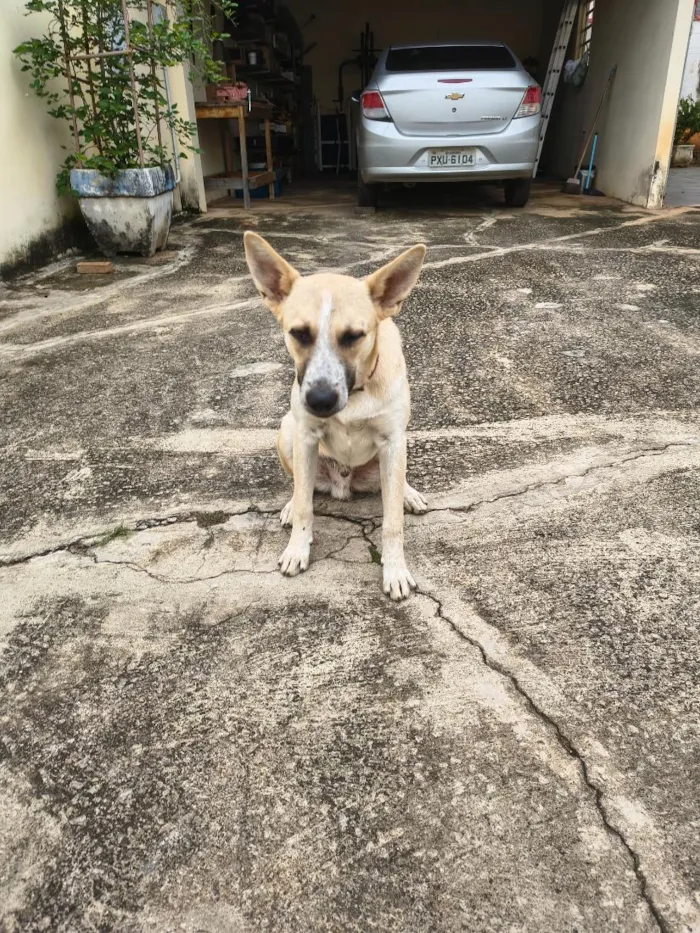 Cachorro raça SRD-ViraLata idade 7 a 11 meses nome Cachorrinho Dócil