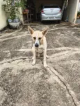 Cachorrinho Dócil