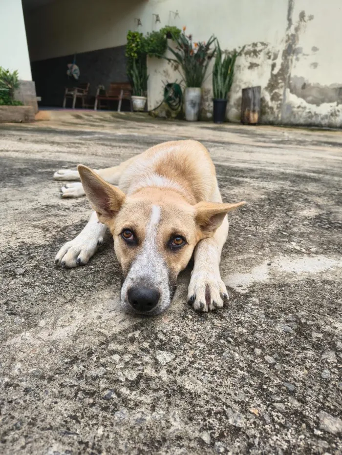 Cachorro raça SRD-ViraLata idade 7 a 11 meses nome Cachorrinho Dócil