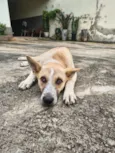 Cachorrinho Dócil