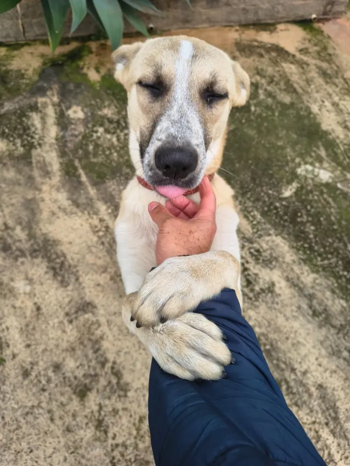 Cachorro raça SRD-ViraLata idade 7 a 11 meses nome Cachorrinho Dócil