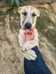 Cachorrinho Dócil