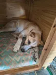 Cachorrinho Dócil