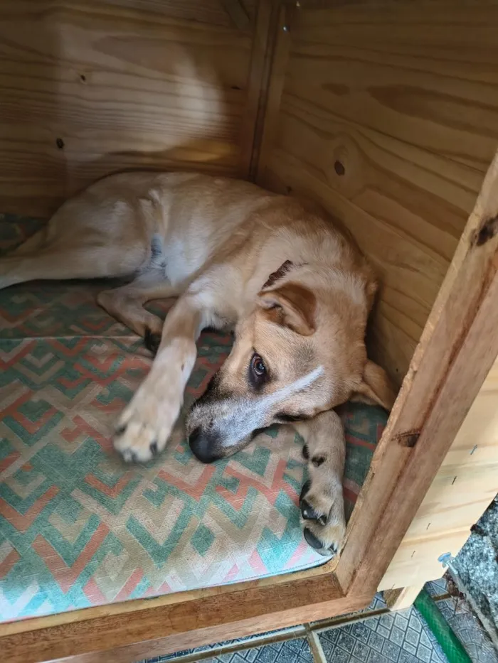 Cachorro raça SRD-ViraLata idade 7 a 11 meses nome Cachorrinho Dócil