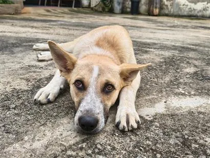 Cachorro raça SRD-ViraLata idade 7 a 11 meses nome Cachorrinho Dócil