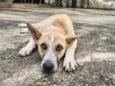 Cachorrinho Dócil