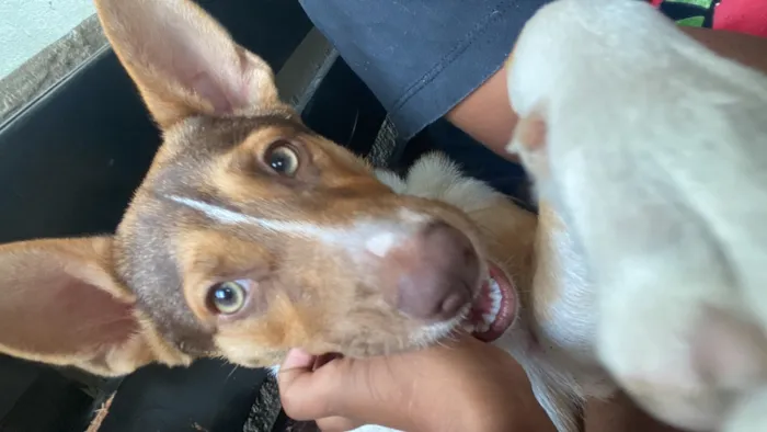 Cachorro raça SRD-ViraLata idade 7 a 11 meses nome Bombom