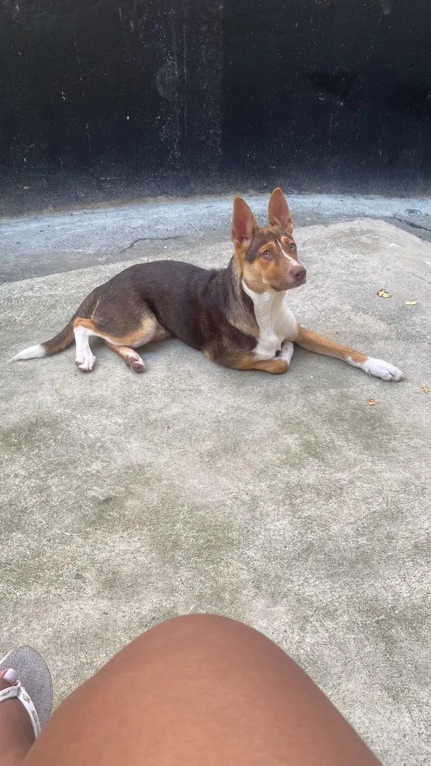 Cachorro raça SRD-ViraLata idade 7 a 11 meses nome Bombom