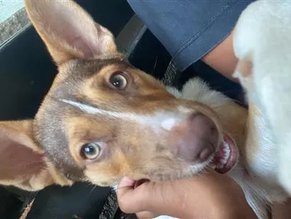 Cachorro raça SRD-ViraLata idade 7 a 11 meses nome Bombom