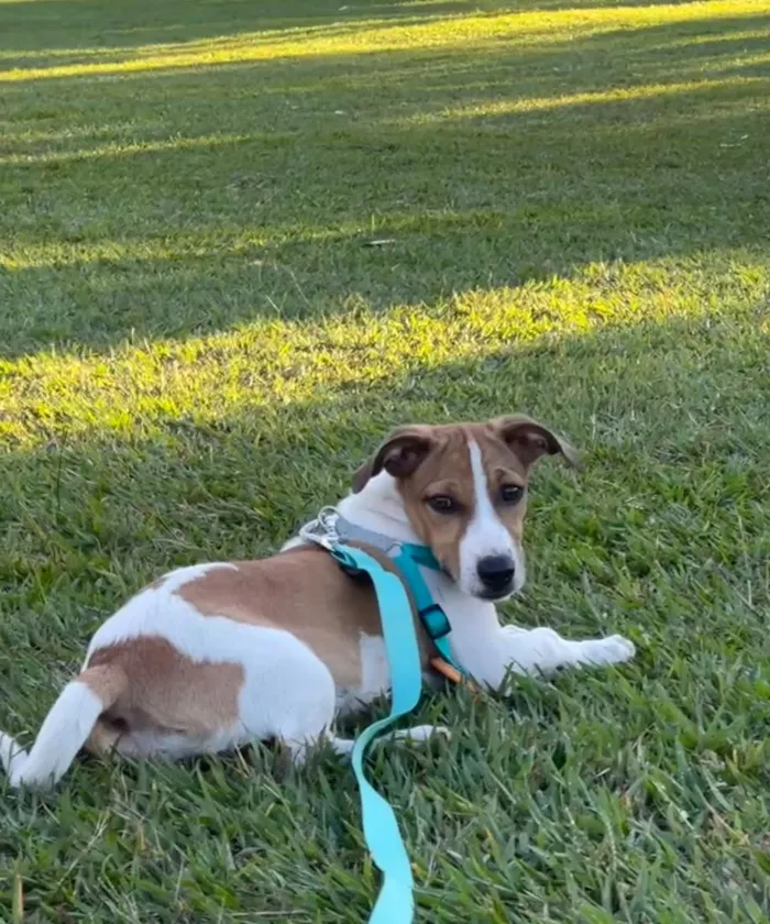 Cachorro raça SRD-ViraLata idade 7 a 11 meses nome Zaya