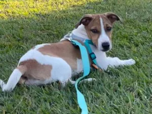 Cachorro raça SRD-ViraLata idade 7 a 11 meses nome Zaya