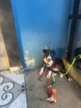 Apolo
