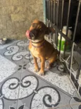 Apolo