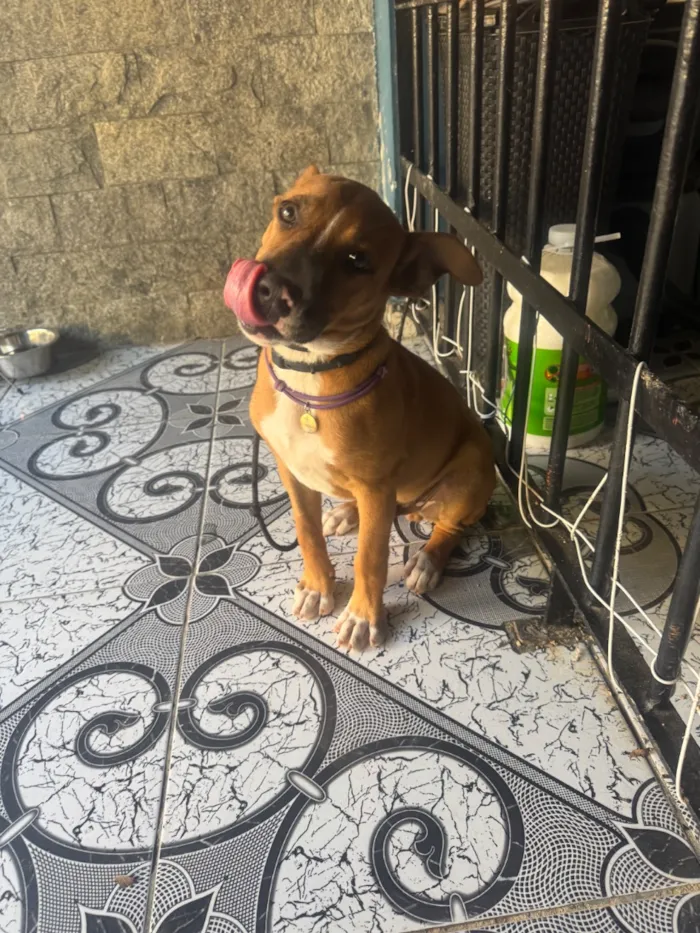 Cachorro raça SRD-ViraLata idade 2 a 6 meses nome Apolo