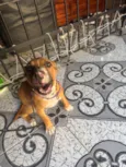 Apolo