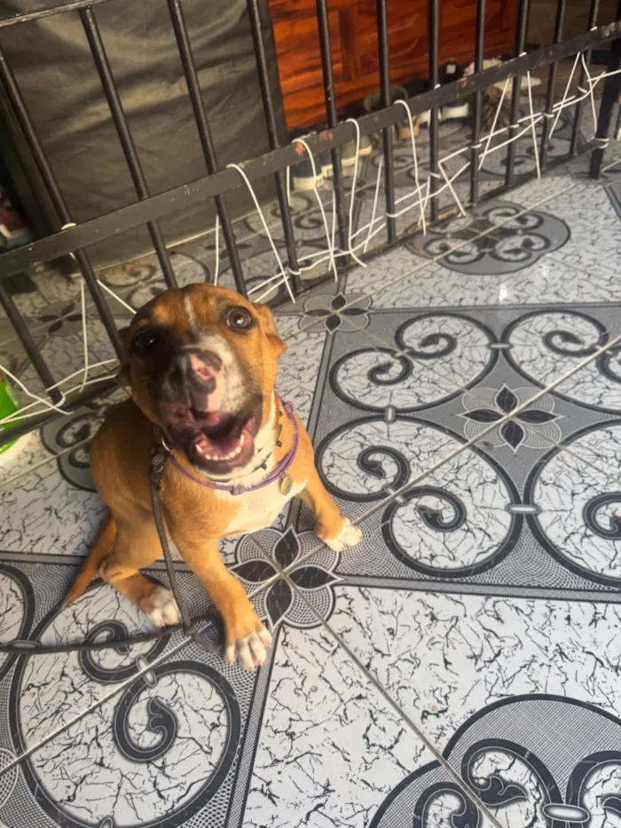 Cachorro raça SRD-ViraLata idade 2 a 6 meses nome Apolo