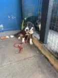 Apolo