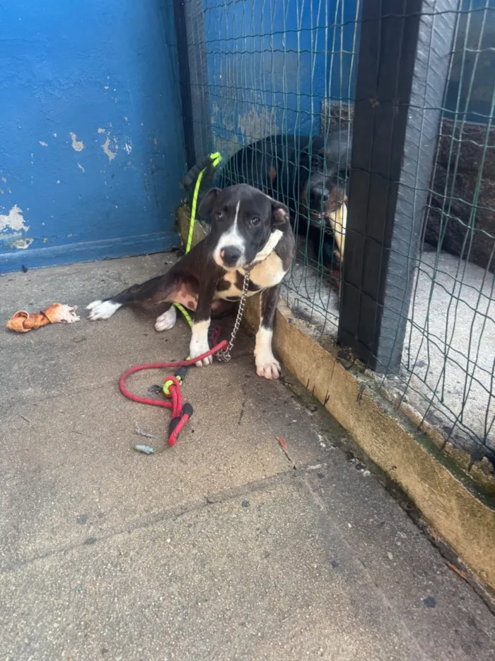 Cachorro raça SRD-ViraLata idade 2 a 6 meses nome Apolo