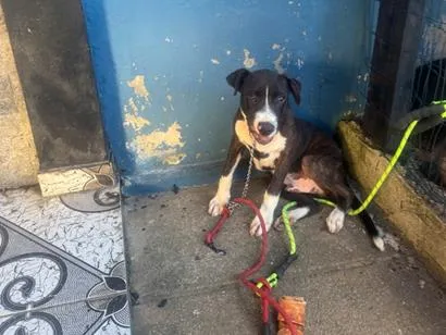 Cachorro raça SRD-ViraLata idade 2 a 6 meses nome Apolo