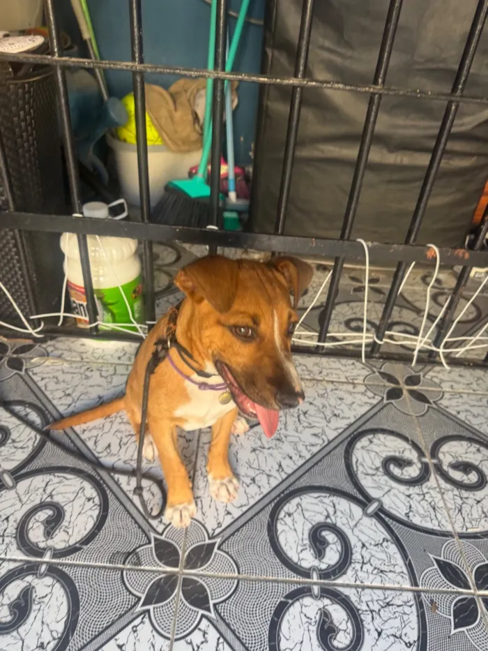 Cachorro raça SRD-ViraLata idade 2 a 6 meses nome Hércules 