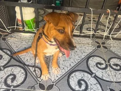 Cachorro raça SRD-ViraLata idade 2 a 6 meses nome Hércules 