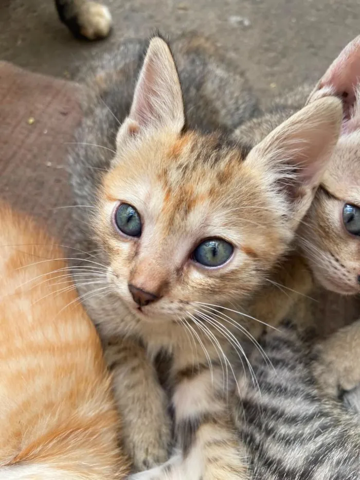 Gato raça SRD-ViraLata idade 2 a 6 meses nome caramela