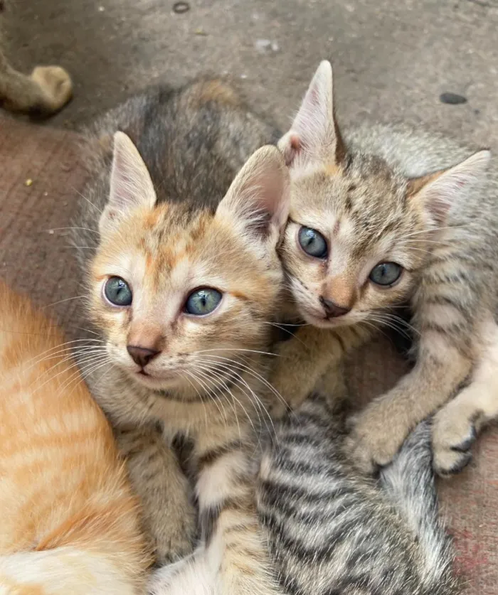 Gato raça SRD-ViraLata idade 2 a 6 meses nome caramela