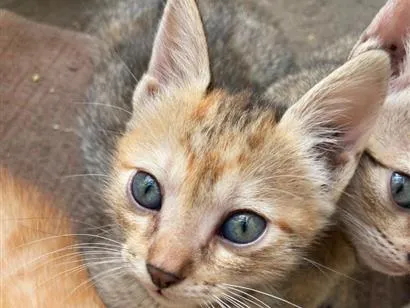 Gato raça SRD-ViraLata idade 2 a 6 meses nome caramela