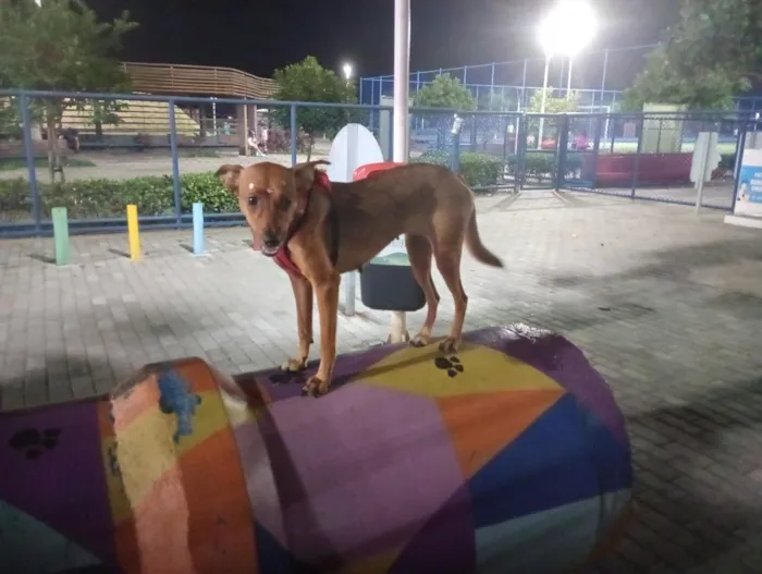 Cachorro raça SRD-ViraLata idade 3 anos nome Princesa