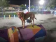 Princesa