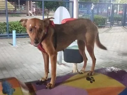 Cachorro raça SRD-ViraLata idade 3 anos nome Princesa