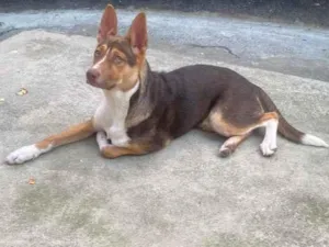 Cachorro raça SRD-ViraLata idade 7 a 11 meses nome Bombom