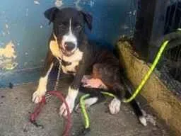 Cachorro raça SRD-ViraLata idade 2 a 6 meses nome Apolo