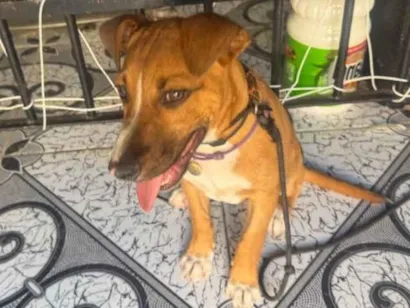 Cachorro raça SRD-ViraLata idade 2 a 6 meses nome Hércules 