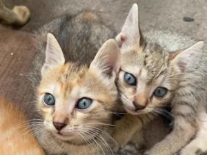 Gato raça SRD-ViraLata idade 2 a 6 meses nome caramela