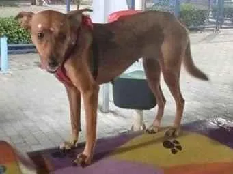 Cachorro raça SRD-ViraLata idade 3 anos nome Princesa