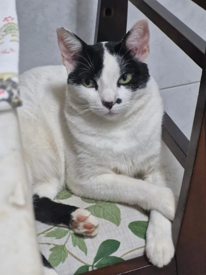 Gato raça Siamês idade 6 ou mais anos nome Cacau