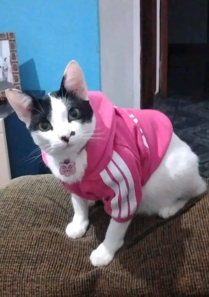 Gato raça Siamês idade 6 ou mais anos nome Cacau