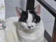 Cacau