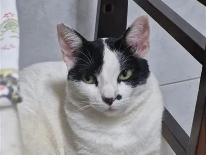 Gato raça Siamês idade 6 ou mais anos nome Cacau