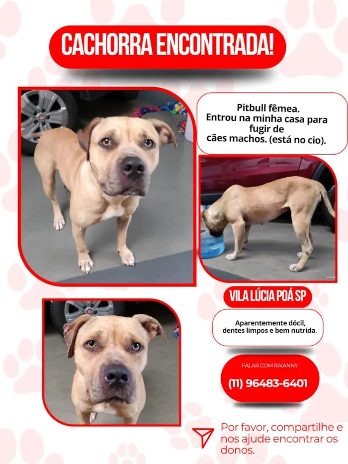 Cachorro raça Pit-Bull idade 1 ano nome duquesa