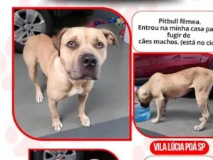 Cachorro raça Pit-Bull idade 1 ano nome duquesa