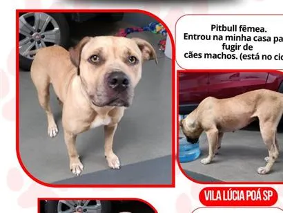 Cachorro raça Pit-Bull idade 1 ano nome duquesa