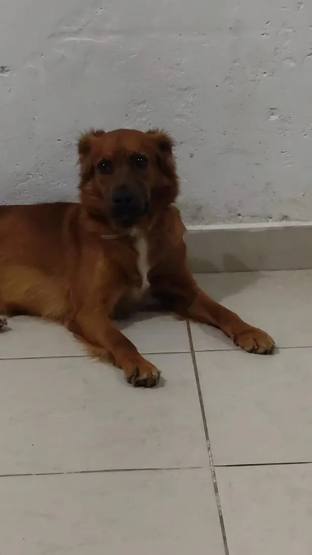 Cachorro raça SRD-ViraLata idade 2 anos nome Filhote